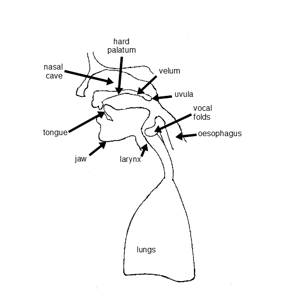 The vocal tract cross section