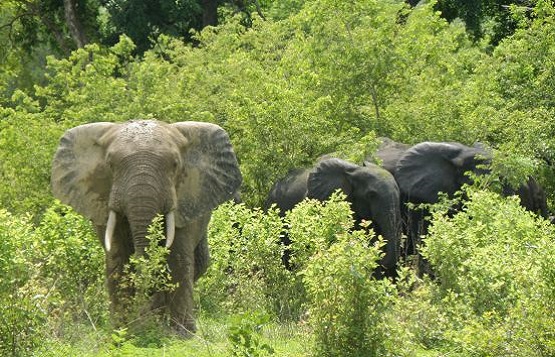 Elephants