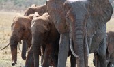 elephants_1410829_76991485